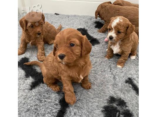 Κουτάβια σαμπάνιας Cavapoo
